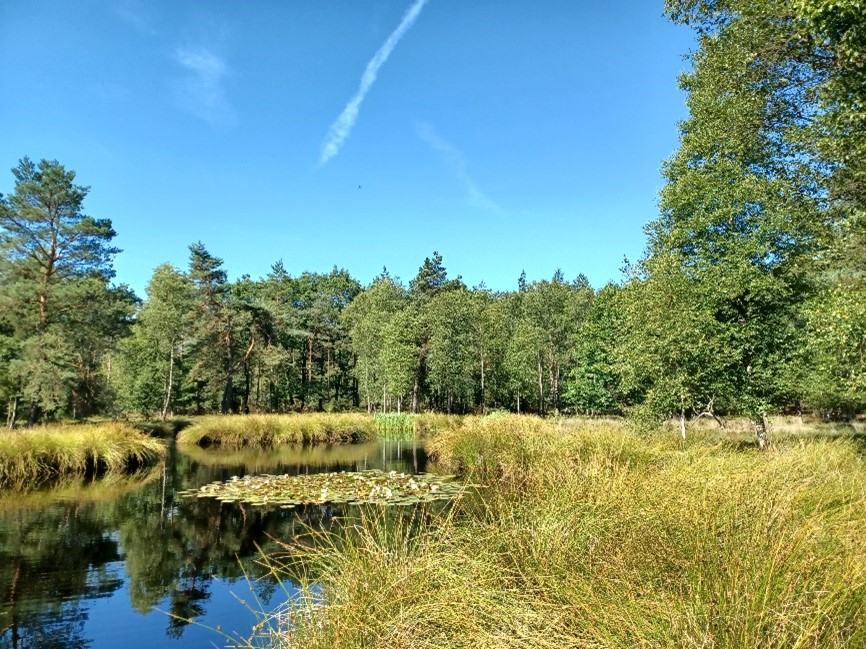 Zicht op Pluizenmeertje (in westelijke richting)